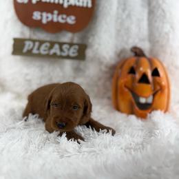 Cash - Red  male Goldendoodle puppy in Statesville, North Carolina from Ashley's Doodles