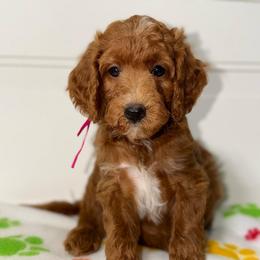 Vortex - Red  female Goldendoodle puppy in Beecher, Illinois from Erica’s Doodles