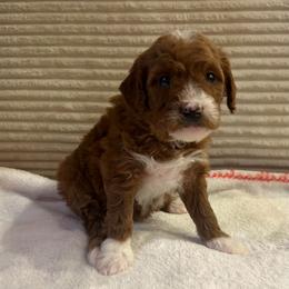 Pam - Red  female Goldendoodle puppy in Payson, Utah from Country Sky Doodles