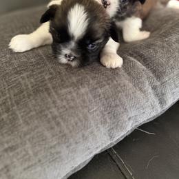 Shih Tzu Puppies from Niepoetter Shih Tzus