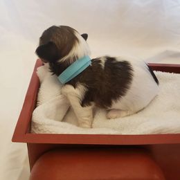 Male puppy - Parti Yorkshire Terrier puppy in Corryton, Tennessee from Tindalls House Mtn Yorkies