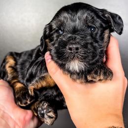Nacho - Black male Australian Labradoodle puppy in Decatur, Alabama from Southern Meadows Doodles