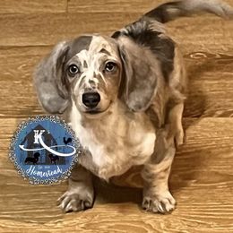 Boy 2 - Dapple Dachshund puppy in California from K’s Homestead