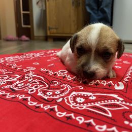 Jack Russell Terrier Puppies from Kilgus Jack Russell Terriers