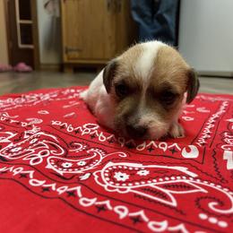 Jack Russell Terrier Puppies from Kilgus Jack Russell Terriers