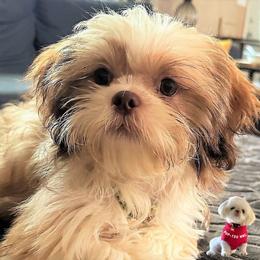 Shih Tzu Puppies from Pup-Tzu WNC