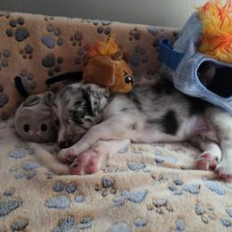 Heck - Blue merle male Border Collie puppy in Tiskilwa, Illinois from First Harmony Farms