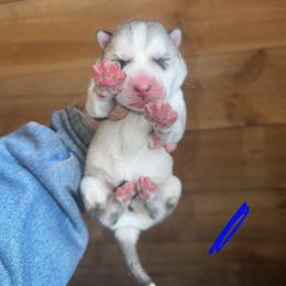 Boy 2 - Sable and white male Siberian Husky puppy in Iron River, Wisconsin from Wiemeri Siberians