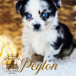 Peyton - Blue merle female Australian Shepherd puppy in Ennis, Texas from God’s Little Aussies
