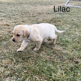Labrador Retriever Puppies from Dutson Labs