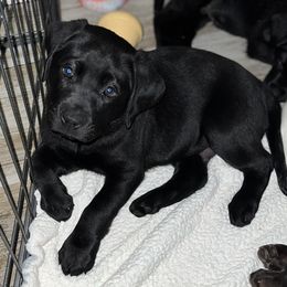 Labrador Retriever Puppies from Lacey’s Labradors