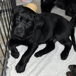 Labrador Retriever Puppies from Lacey’s Labradors