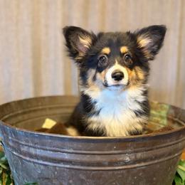 Meg Masters (Fluffy) - Black and tan female Pembroke Welsh Corgi puppy in Olathe, Colorado from Rocking LJ Breeding