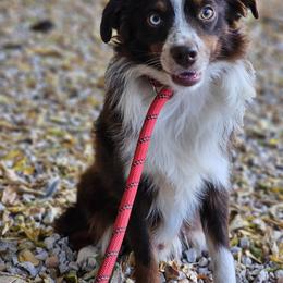 Nugget - Red tri-color male Miniature American Shepherd puppy in Austin, Texas from ATX Mini Aussies