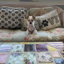 Chinese Crested Puppies from Colliwood Chinese Cresteds