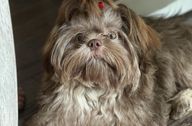 Adult Shih Tzu with red bow on head