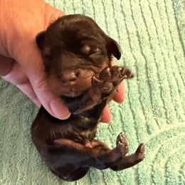 Oakley - Black and tan female Cavalier King Charles Spaniel puppy in Avoca, New York from Palladino’s Cavaliers of Upstate NY