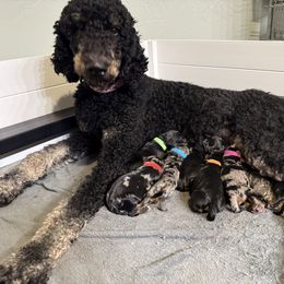 Bernedoodle puppies from Northern Charm Farm