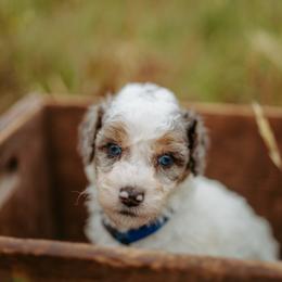 Plot Twist - Blue merle male Aussiedoodle puppy in Inman, South Carolina from Dark Corner Doodles
