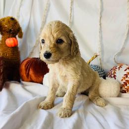 Autumn - Cream female Goldendoodle puppy in Cedartown, Georgia from Loyal Doodles