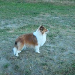 Shetland Sheepdog All Grown Up from mvshelties