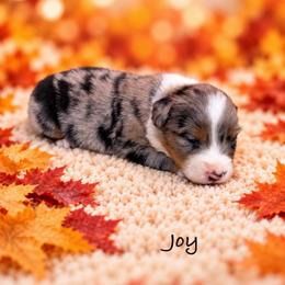 Joy - Blue merle female Australian Shepherd puppy in Howardsville, Virginia from Spectacular Aussies and Cavaliers