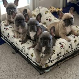 French Bulldog puppies from Wrinklez N Pawz Frenchies