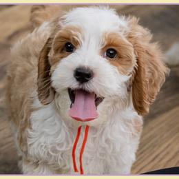 Eric - Red and white male Cockapoo puppy in Connersville, Indiana from Deaz Doodle Ranch