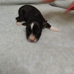 Boy 2 - Miniature Australian Shepherd puppy in Broadwater, Nebraska from Midwest Mini/Toy Aussies