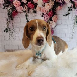 Butterscotch - Beagle
