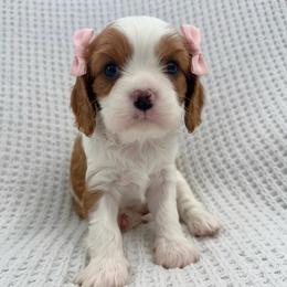 Windy - Blenheim female Cavalier King Charles Spaniel puppy in Katy, Texas from True Heart Cavaliers llc