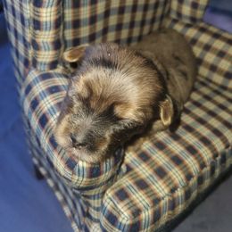 Indie - Merle female Yorkipoo puppy in Cottageville, South Carolina from Mandy's Poodle's