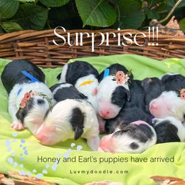 Bernedoodle and Sheepadoodle Puppies from Luv My Doodle