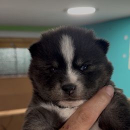 Boo - Silver and white female Pomsky puppy in Spring Hill, Florida from PDQ Pomskies