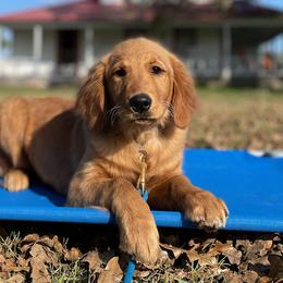 Golden Retrievers from Grand Oaks Goldens