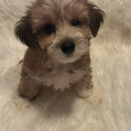 Morkie and Yorkshire Terrier Puppies from JoAnne Bergeron