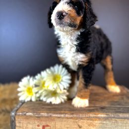 Bernedoodle Puppies from Bernedoodles of Florida