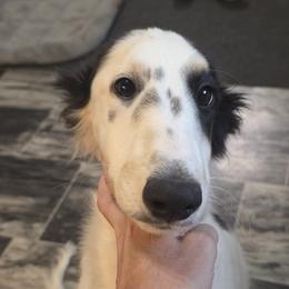 NA - Silver brindle male Silken Windhound puppy in Hanna, Oklahoma from Daybreak Silken Windhounds