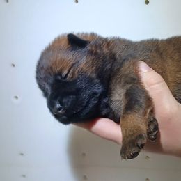 Yvette Pink Collar - Red female Eurasier puppy in Lakewood, Ohio from Exquisite Eurasier