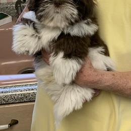 Shih Tzu Puppies from Meadow Lane Pups