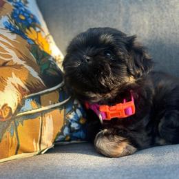 Tiny Bee - Sable female Shih Tzu puppy in Alvord, Texas from Gift of Gods Favor