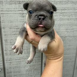 Phineas - Blue male French Bulldog puppy in Ludowici, Georgia from Royal Destiny Kennels