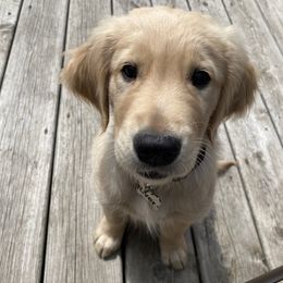 Golden Retriever Puppies from Akoya Kennels