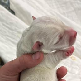 Female 1 - White female West Highland White Terrier puppy in Boaz, Alabama from Creekside Westies