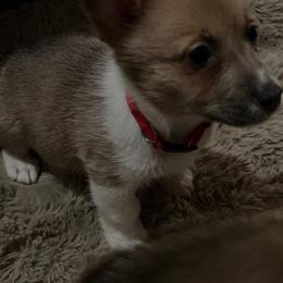BB boy 3 - White and red male Pembroke Welsh Corgi puppy in Dickinson, Texas from Gulf Coast Corgis