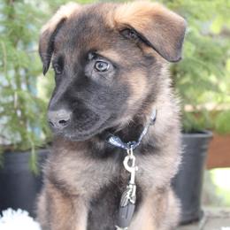 Dorado - Sable male German Shepherd puppy in Oakland, Oregon from VHM German Shepherds