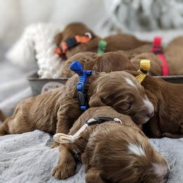 Cavapoo and Whoodle Puppies from Gardner Lane Puppies