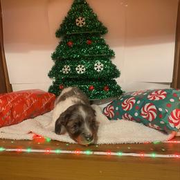 MOCHI - Dapple male Dachshund puppy in Elizabethtown, Kentucky from Teeny Tiny Puppy Tails