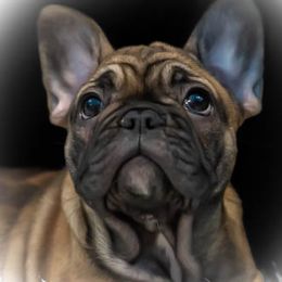 French Bulldog Puppies from MadCity Frenchies