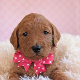 Miss Pink - Apricot female Goldendoodle puppy in Greenwood, Louisiana from GoldenFido